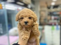 IRK GARANTİLİ MALTİPOO YAVRULARI