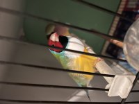 Goldıan finch takım kuşlar