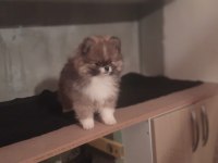 Çok güzel erkek yavru fizik çok güzel pomeranian