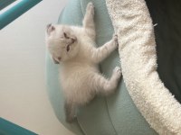 Minik scottish fold yavrularım yeni yuvalarını arıyor!