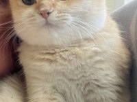 Yetişkin kısır olmayan dişi ny12 şecereli british shorthair