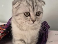 SCOTTISH FOLD TABBY DİŞİ