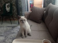 14 Şubat Doğumlu British Shorthair Yavrularımız