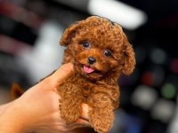 En Özel Safkan Şecereli Poodle Yavrular