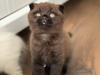 Scottish fold kedisi
