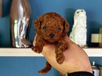 Sevimli Toy Poodle Yavrular