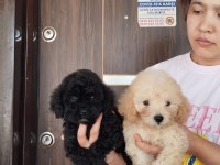 İstediniz renklerde toy poodle orjinal bebekler