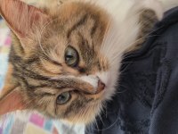 Oyuncu ve uykucu kedimiz sevimli mi sevimli ev arkadaşı