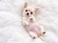 Longhair Chihuahua Wc Eğitimli