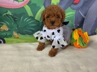 Toypoodle Yavrularımız 