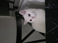 British longhair kedisi 6 aylık erkek
