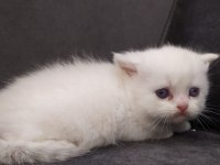 Rezerveye açık birbirinden güzel bebek kediler rizede