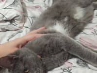 British Shorthair 6-7 Aylık