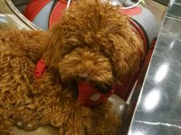 Korea Kan Erkek Red brown şecereli poodle yetişkin erkek