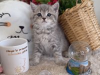 Blue gold british shorthair
