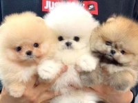 Orjinal Pomeranian Boo