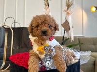 Oyuncu Ve Sosyal Pomeranian Boo
