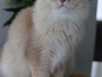 British longhair erkek kedisi