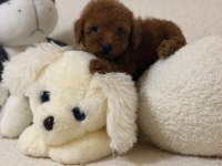 TOY POODLE MİNİ BEBEKLERİMİZ
