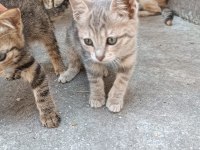 3 TEKİR YAVRU