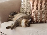 İki şahane Golden Shaded British Shorthair