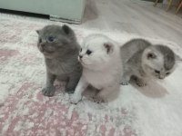 Yavru scottish fold sağlıklı anne sütü ile beslenen yavrular