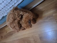 Yeni yuvasını arıyor erkek poodle köpeğimiz