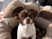 1 yaşında dişi chihuahua