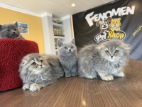 EN GÜZEL BRITISH LONGHAIR YAVRULAR RENK RENK ANKARA