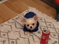 5 Aylık Mini Boy Dişi Şivava Chihuahua