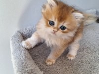 British longhair ny12 dişi
