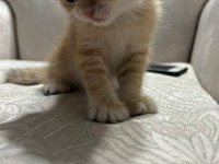 Golden yavrular british shorthair