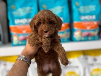 Maltipoo Cinsi Yavrularımız