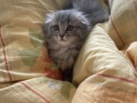 2.5 aylık sağlıklı british longhair yavrular