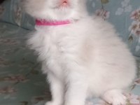 Safkan Ragdoll Bebek Kediler