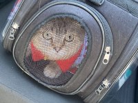 Kedi hakkında bilgi için numarama yazın british