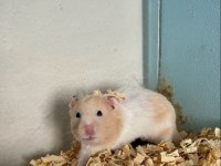 Hamster Gonzales Yavrularımız Heryere Gönderim