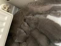 Yavru scottish fold kedilerimiz yeni yuvalarını bekliyor