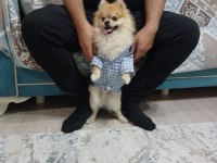 2.5 Yaşında Pomeranian Yavrumuz Yeni Yuvasını Arıyor
