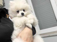 Kar beyaz dişi pomeranian boo