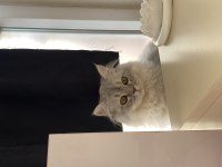 British longhair kızımıza yuva arıyoruz