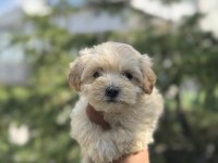EXOTIC PET CLUB WC EGITIMLI MALTIPOO KÖPEKLER