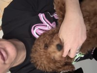 Poodle kukimiz yeni evini bekliyor