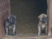 KANGAL SİVASTAN ALINIR KALİTE AYI BOĞANLAR