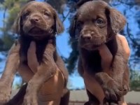 ÇİKOLATA RENGİ LABRADOR YAVRULARIM