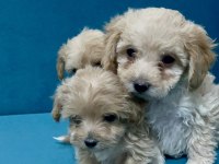 MİNİK MALTİPOO YAVRULAR İÇİN ULAŞABİLİRSİNİZ