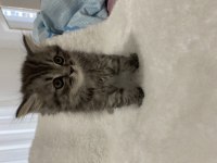 British longhair silver tabby 54 günlük kedimiz