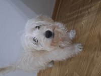 6 aylık erkek maltipoo teacup