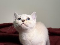 British Shorthair Bluepoint