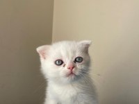 70 günlük scottish fold dişi